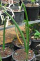 SANSEVERIA cylindrica. Liliaceae. afrique tropical-natal. 0,5-1m